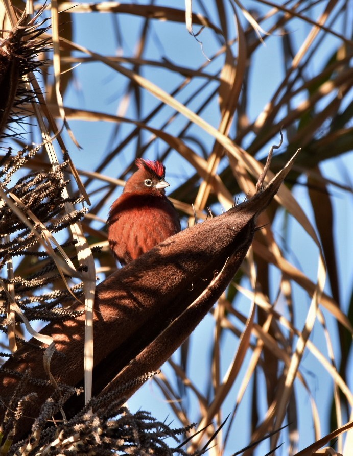 Red-crested Finch - ML232598401
