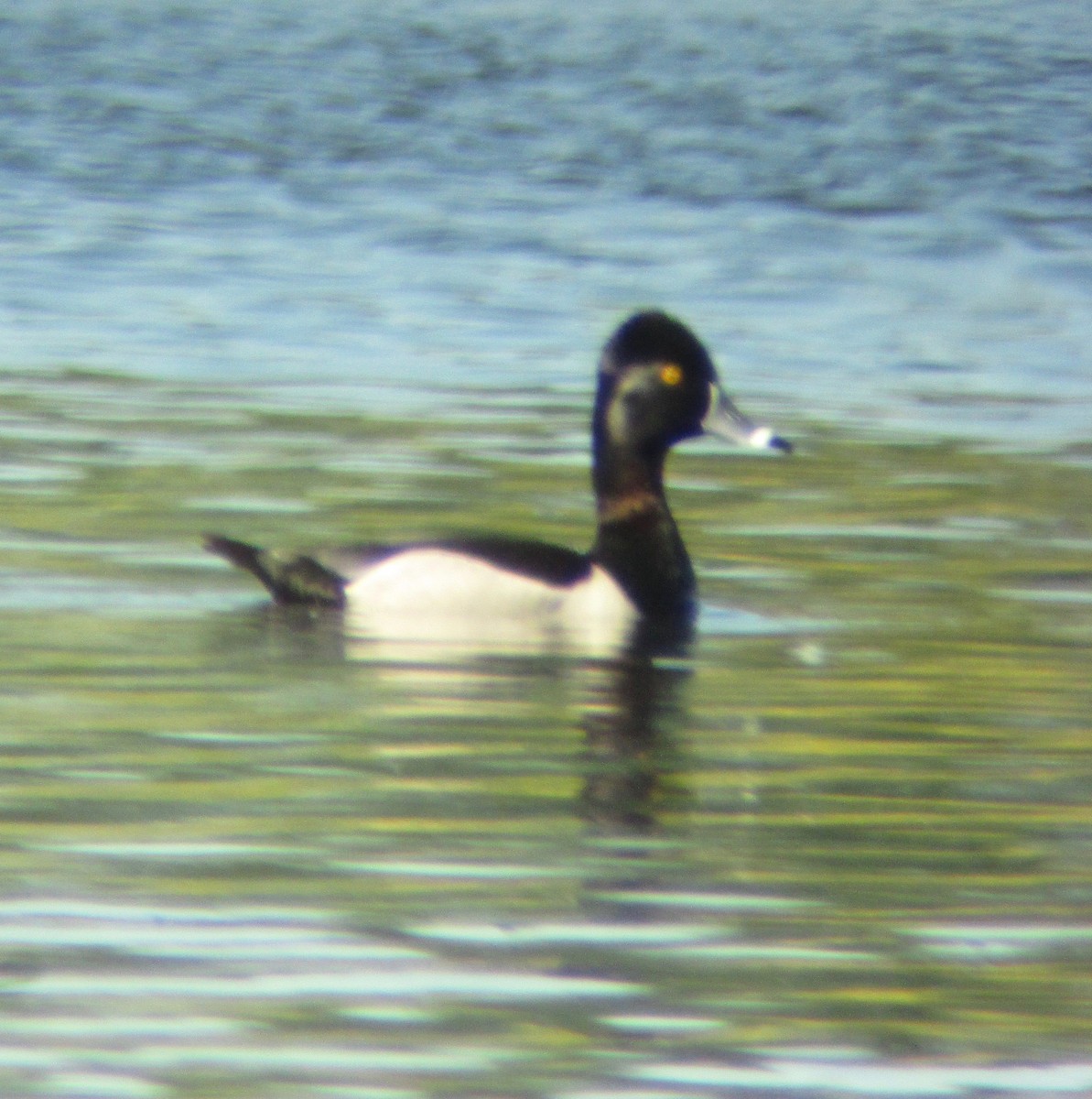 Ring-necked Duck - ML232604601