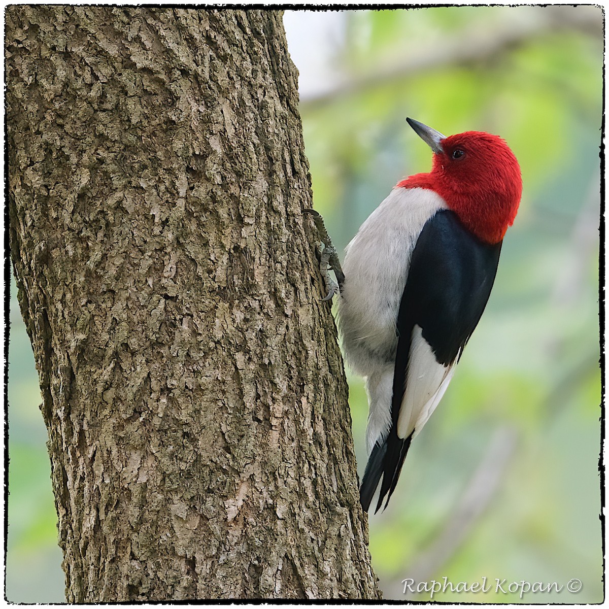 Red-headed Woodpecker - Raphael Kopan