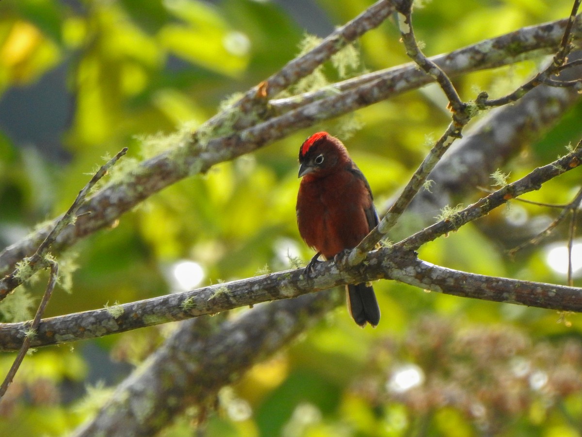 Red-crested Finch - Fabricio Peñaranda