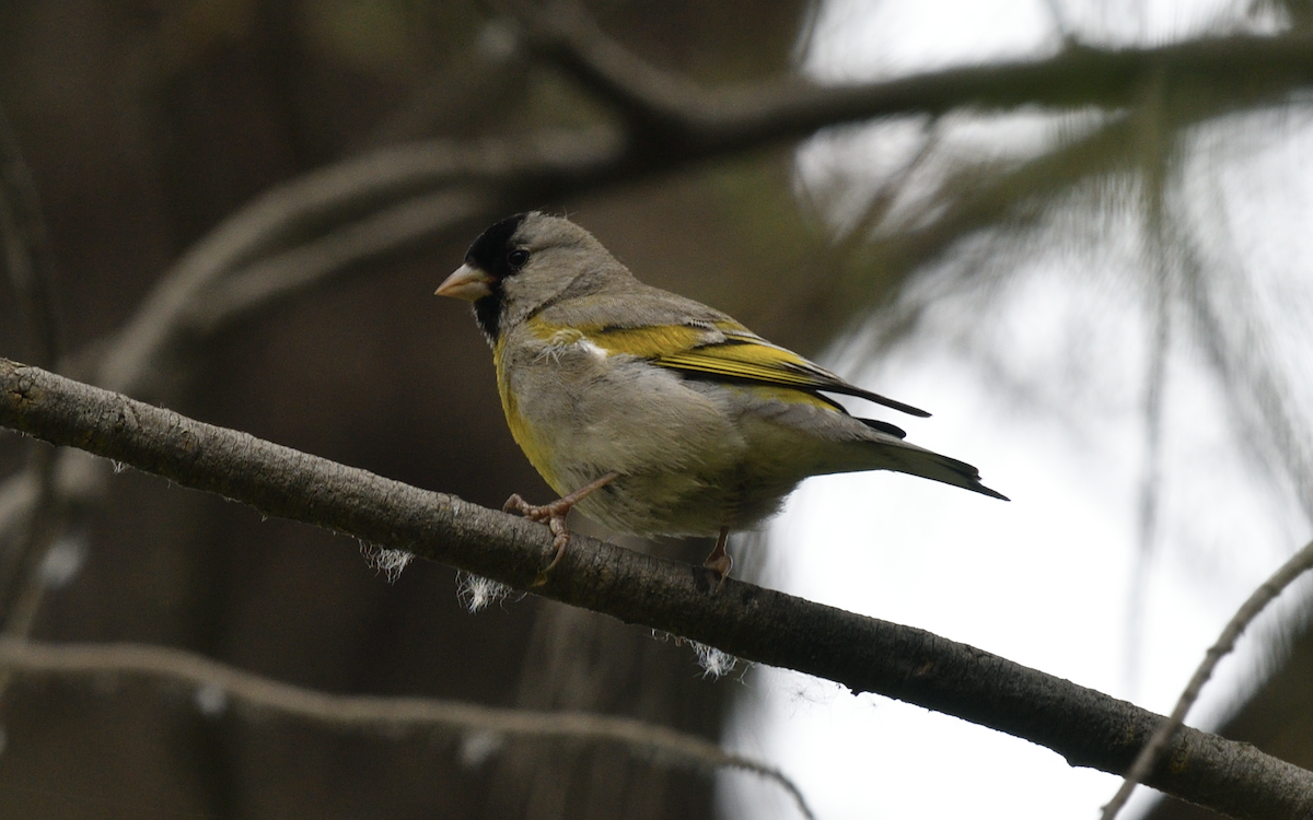Lawrence's Goldfinch - ML232626301