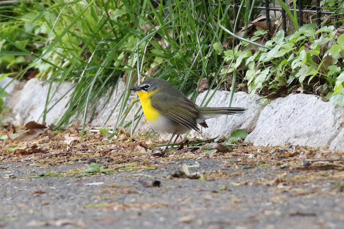 Yellow-breasted Chat - ML232632401