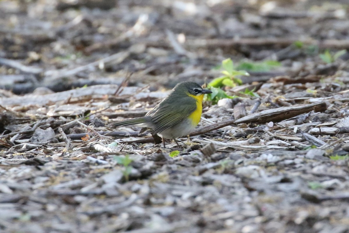 Yellow-breasted Chat - ML232632421