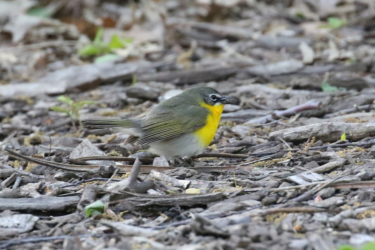 Yellow-breasted Chat - ML232632451