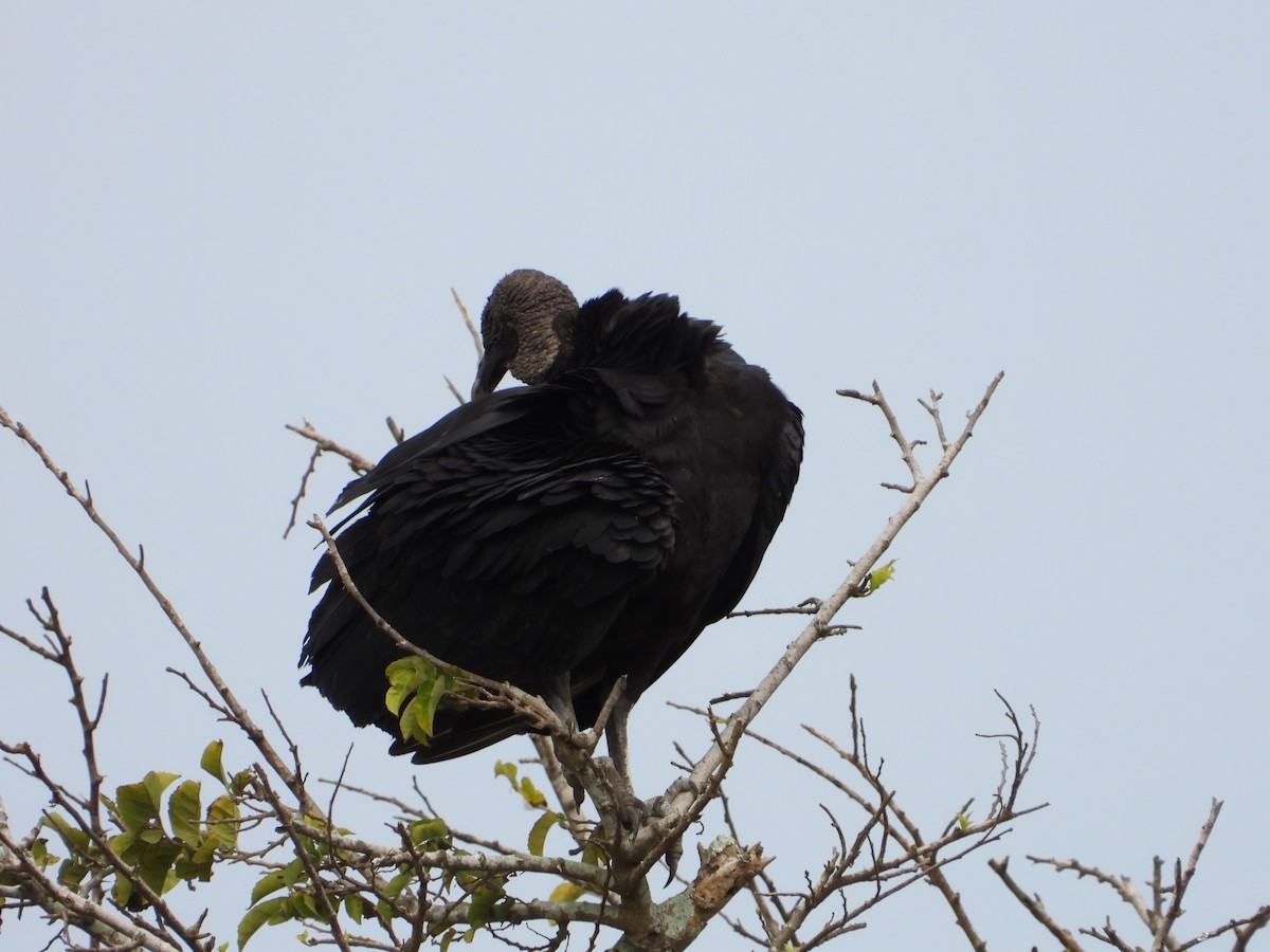 Black Vulture - Ivani Martínez Paredes
