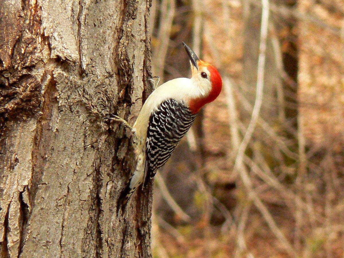 Red-bellied Woodpecker - ML232634761