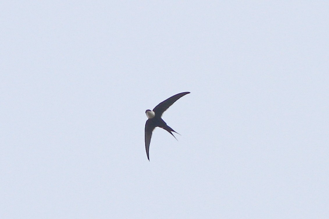 Great Swallow-tailed Swift - ML232635211