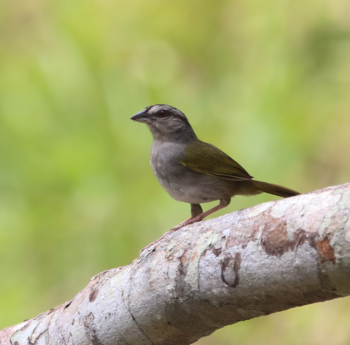 Green-backed Sparrow - ML232642301
