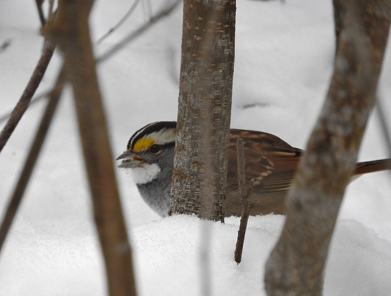 White-throated Sparrow - ML23264621