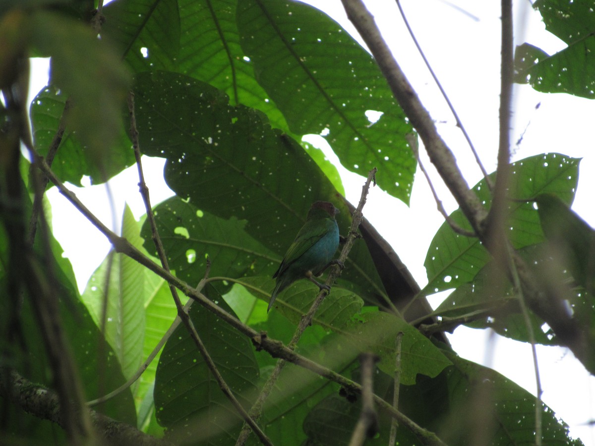 Bay-headed Tanager - ML232646831