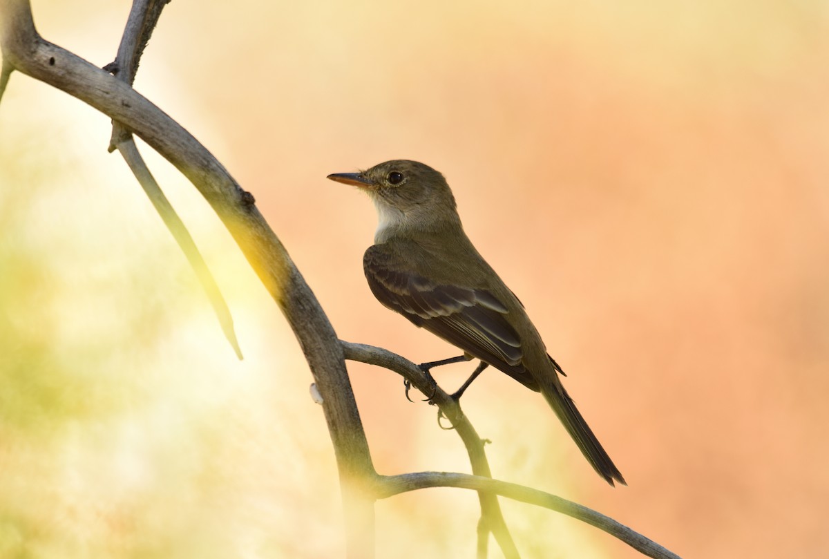 Willow Flycatcher - Ryan O'Donnell