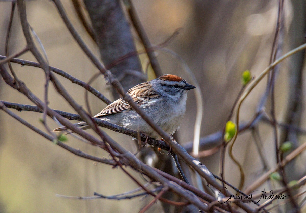 Chipping Sparrow - ML232650261