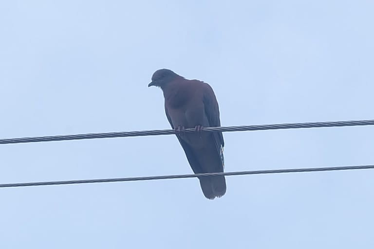 Pale-vented Pigeon - ML232650731