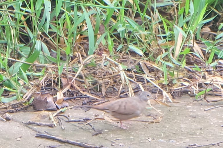 Plain-breasted Ground Dove - ML232651011
