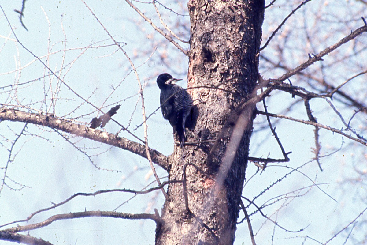 Black-backed Woodpecker - ML232651441