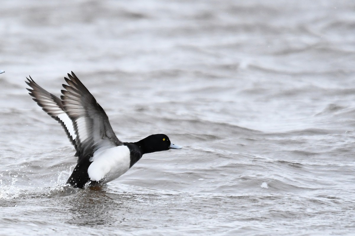 Greater Scaup - ML232652501