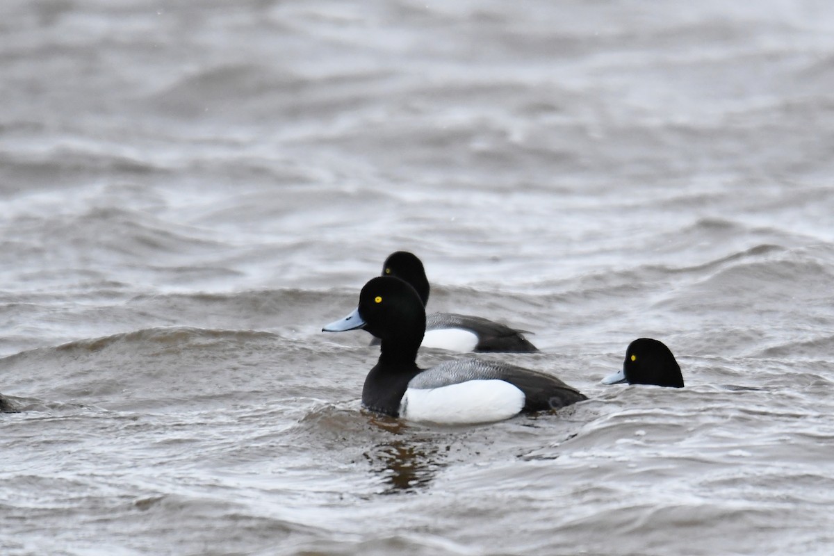 Greater Scaup - ML232652571