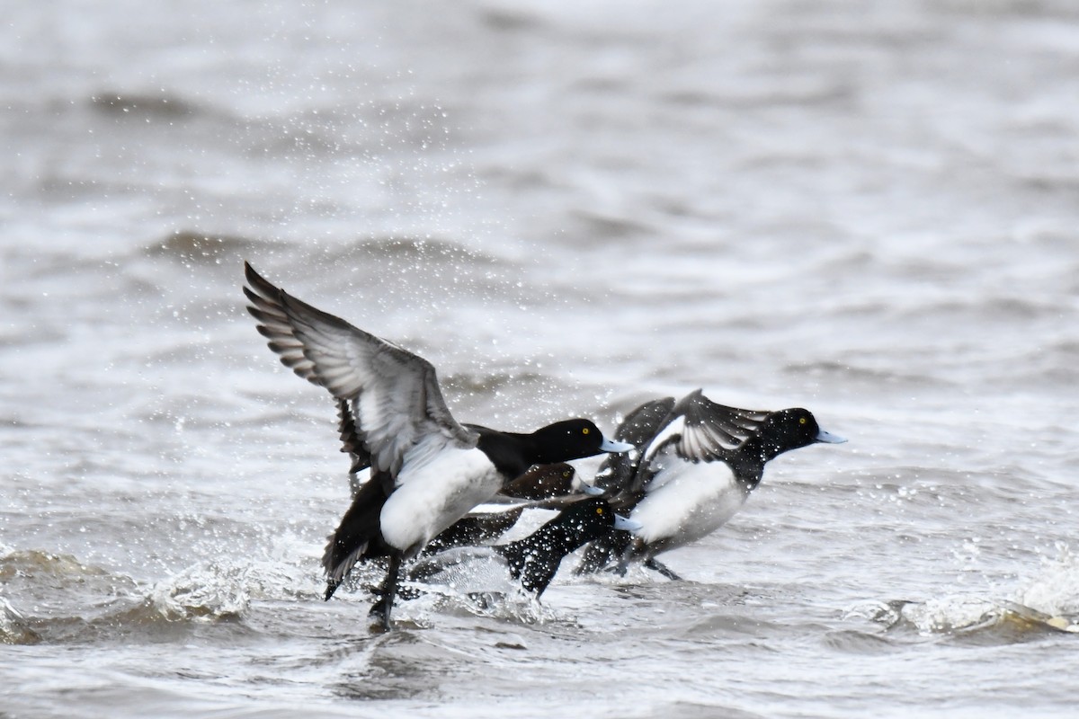 Greater Scaup - ML232652811