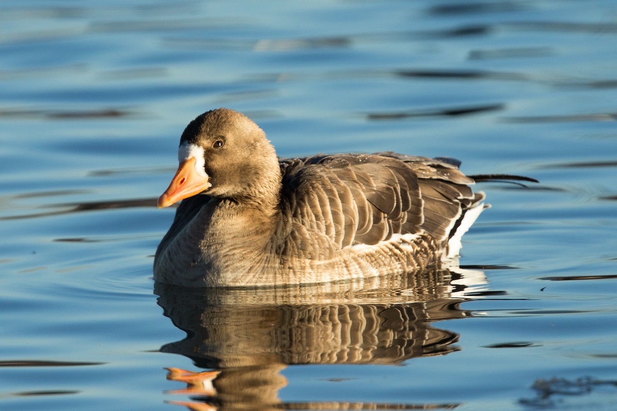 Greater White-fronted Goose - ML23265331