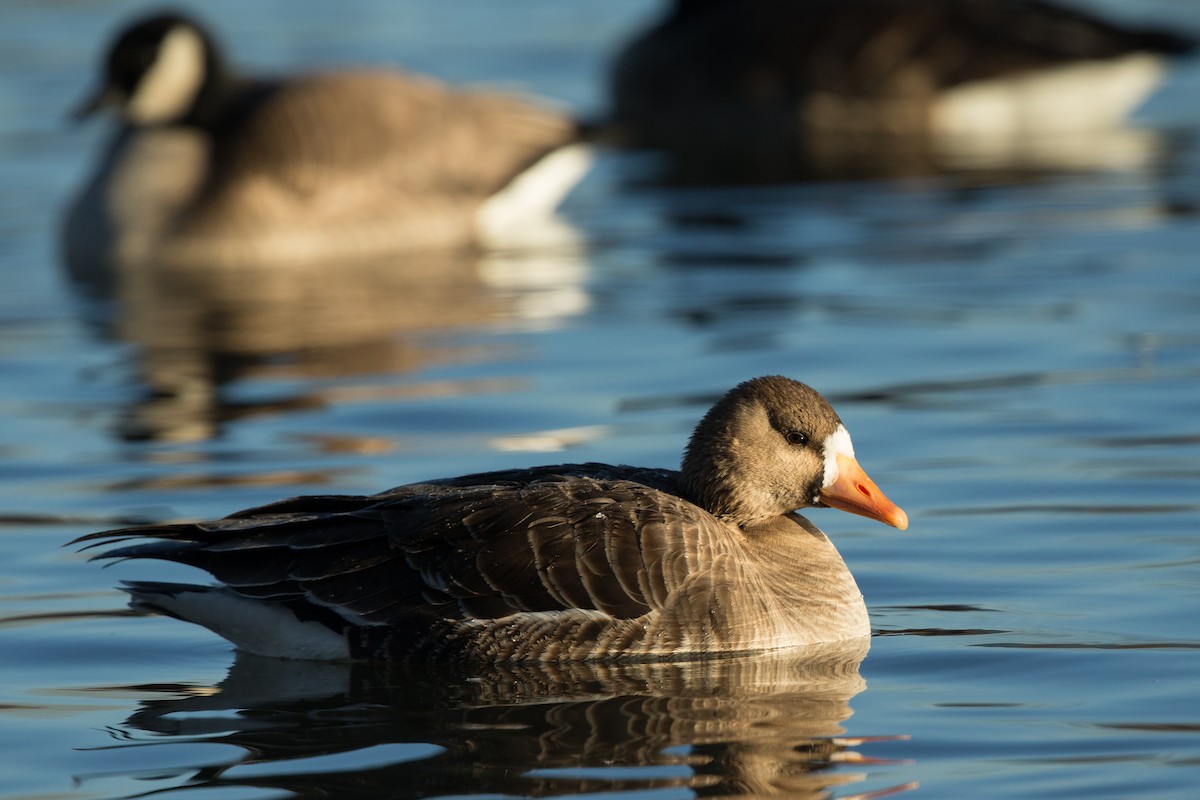 Greater White-fronted Goose - Judith Henderson