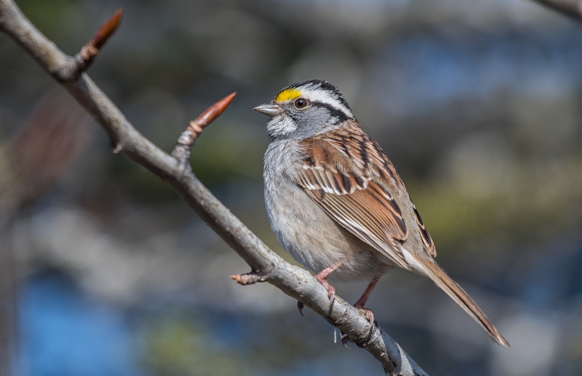 White-throated Sparrow - Simon Boivin