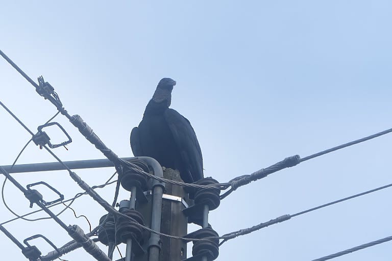 Black Vulture - Oscar Patiño Velasquez