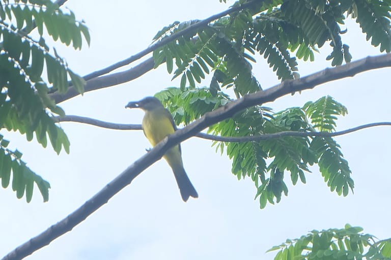 Tropical Kingbird - Oscar Patiño Velasquez
