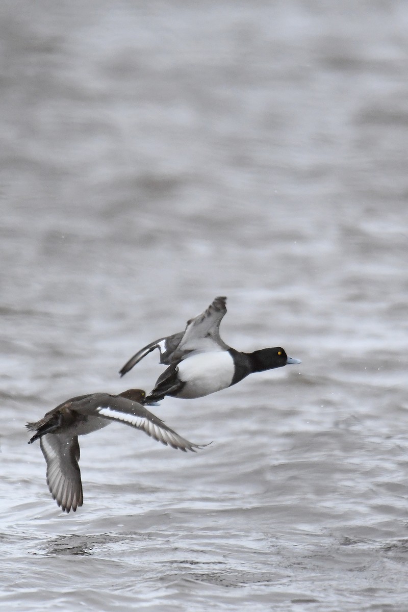 Greater Scaup - ML232657731