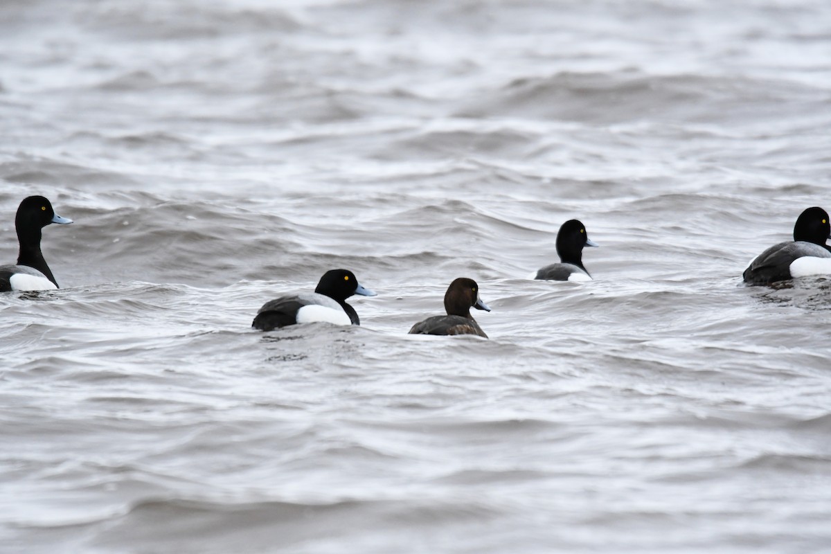 Greater Scaup - ML232657811