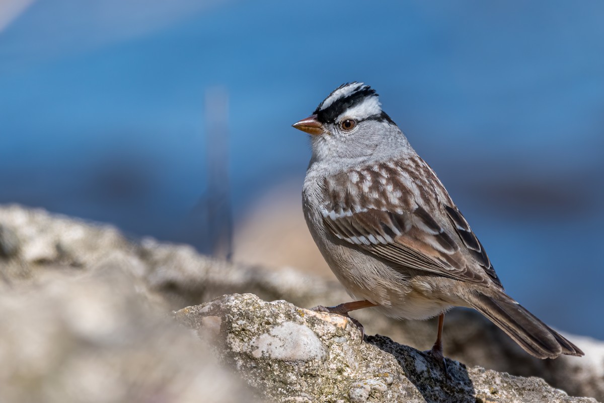 White-crowned Sparrow - Matt Saunders