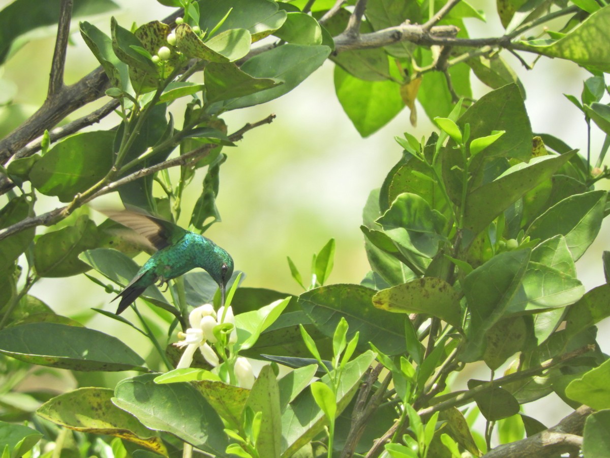 Shining-green Hummingbird - Lisandro Moran