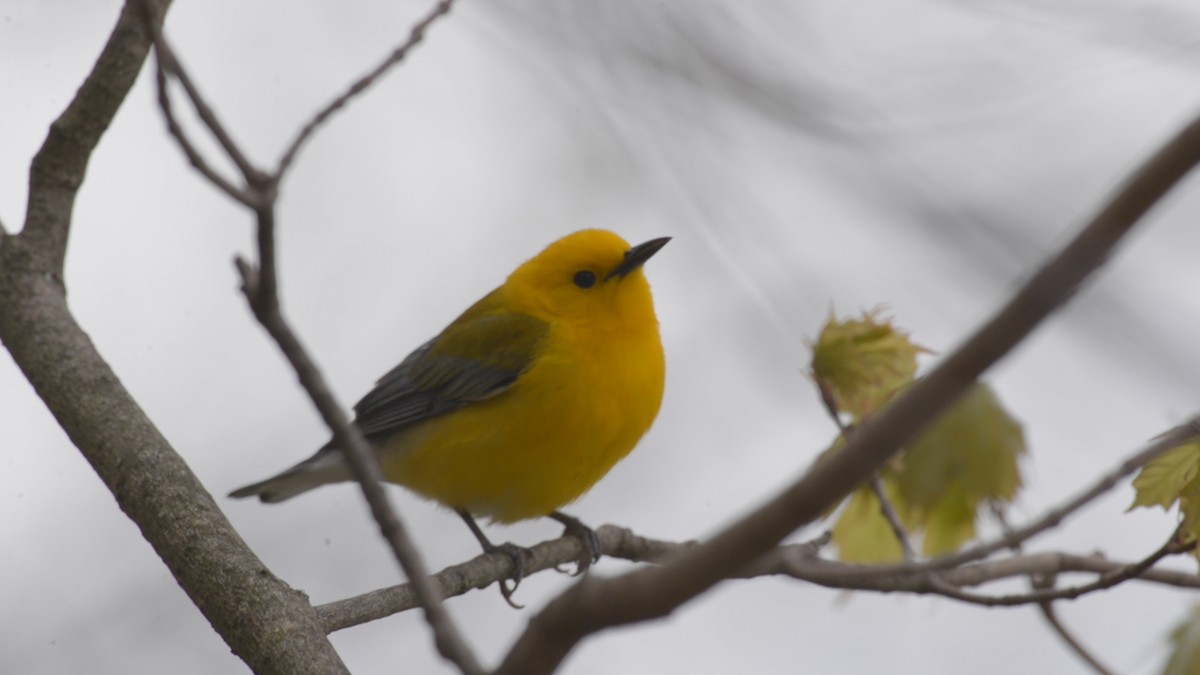 Prothonotary Warbler - ML232666161