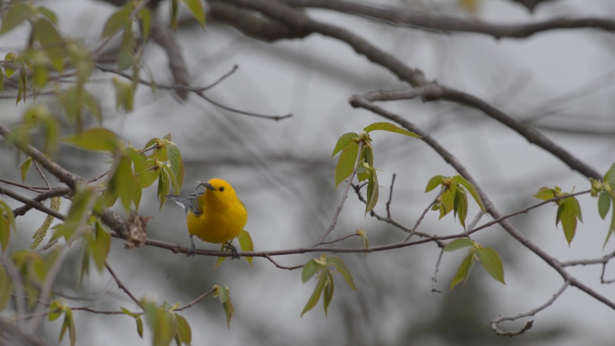 Prothonotary Warbler - ML232666171