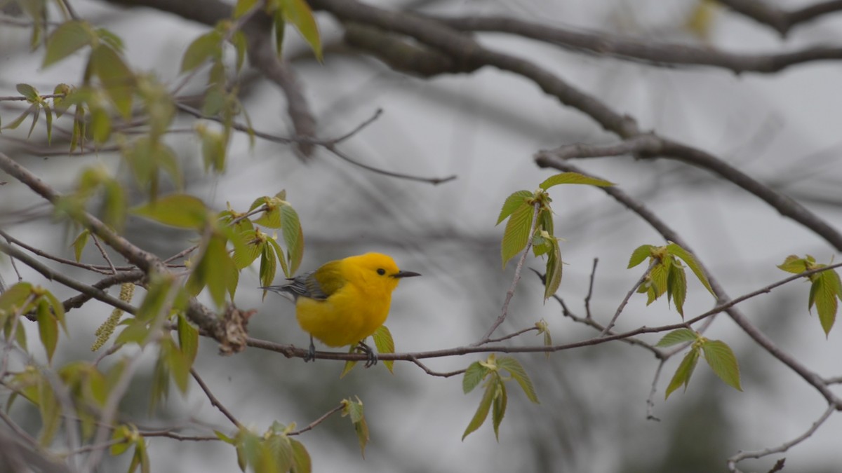 Prothonotary Warbler - ML232666181