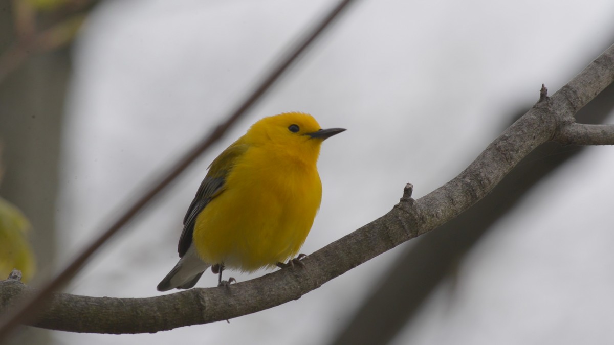 Prothonotary Warbler - ML232666191