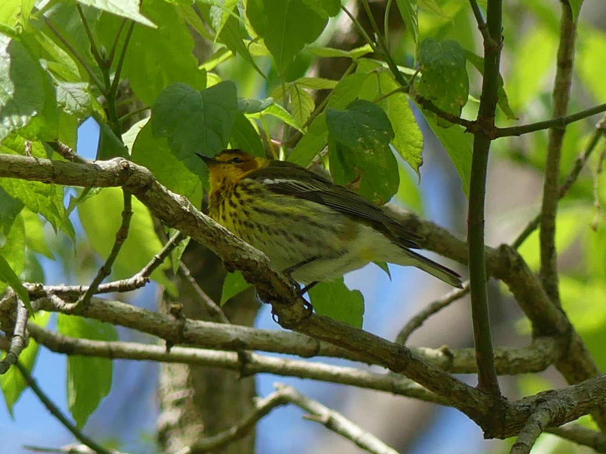 Cape May Warbler - ML232667221