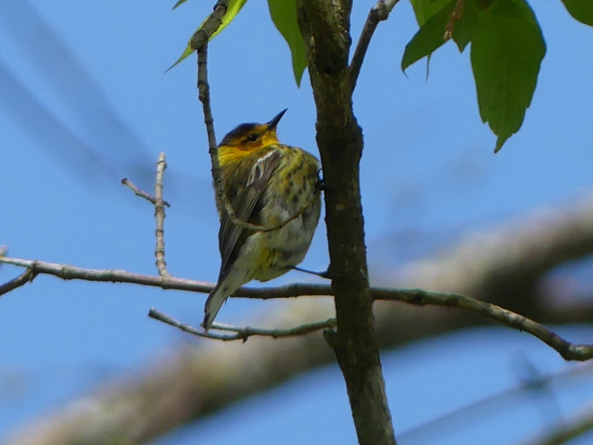 Cape May Warbler - ML232667231