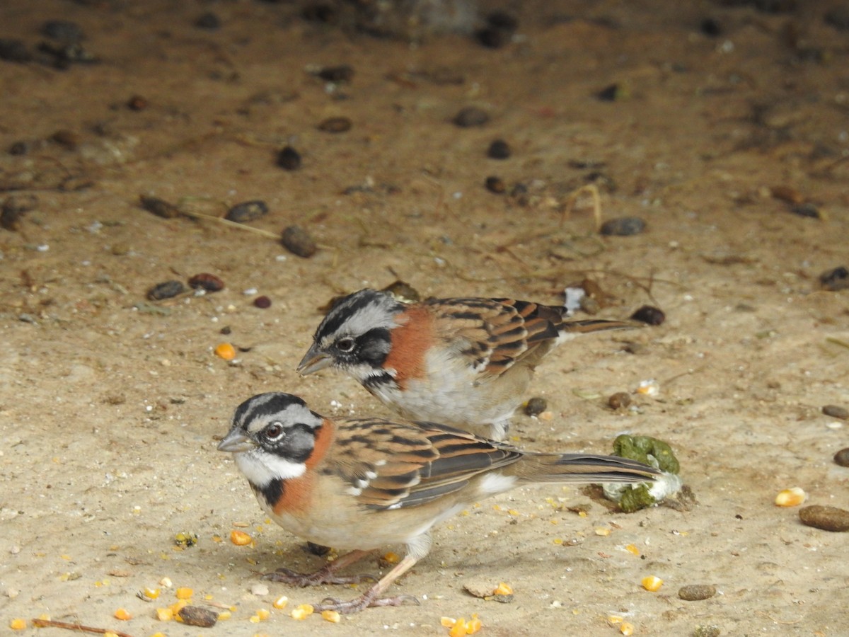 Rufous-collared Sparrow - ML232669291