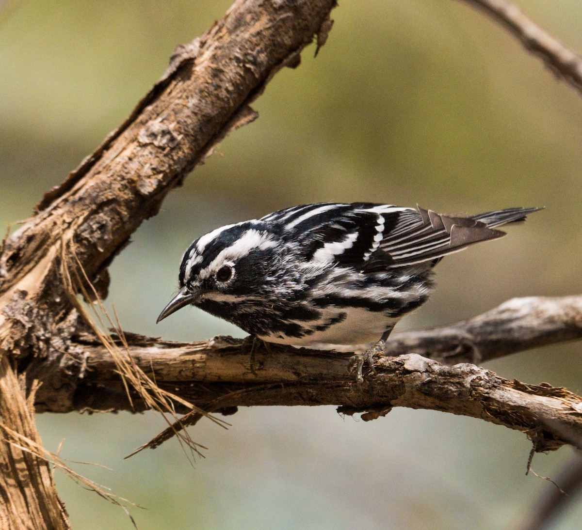 Black-and-white Warbler - ML232670131