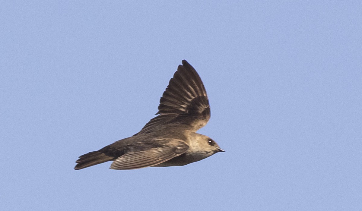 Northern Rough-winged Swallow - ML232672721