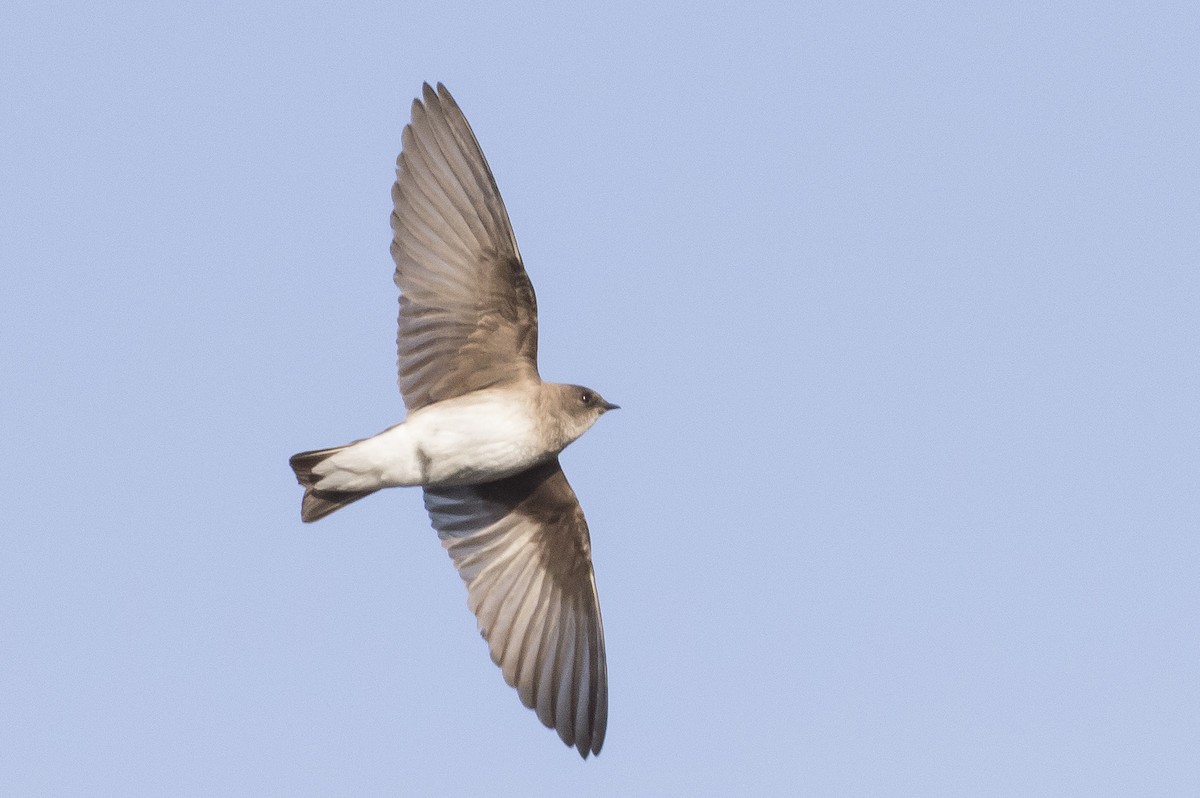 Northern Rough-winged Swallow - ML232672761