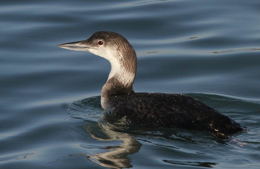 Common Loon - Paul Marvin