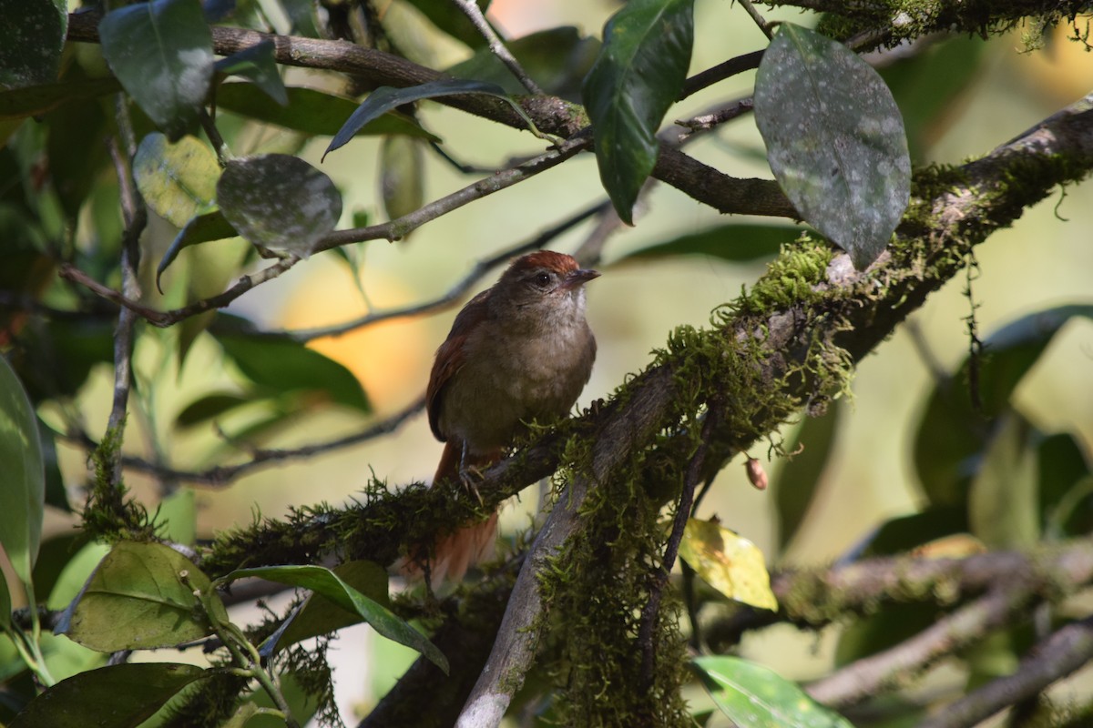 Ash-browed Spinetail - ML232673191