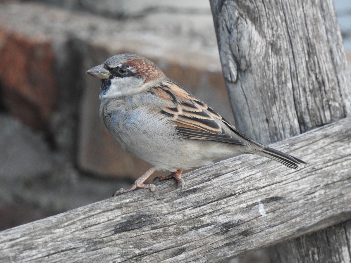 House Sparrow - ML232673501