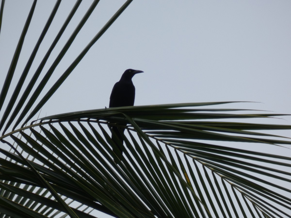 Great-tailed Grackle - ML232675321
