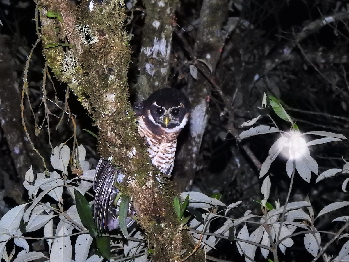 Band-bellied Owl - Fabricio Peñaranda