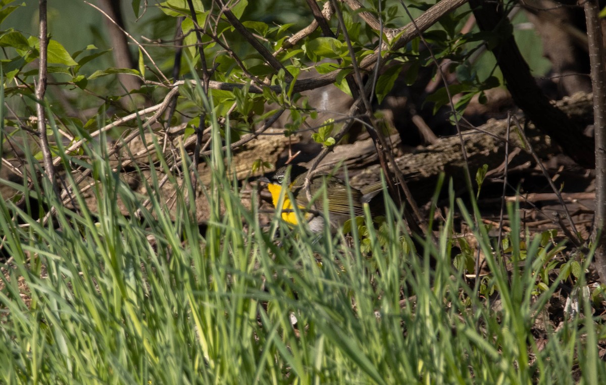 Yellow-breasted Chat - Wei Lu