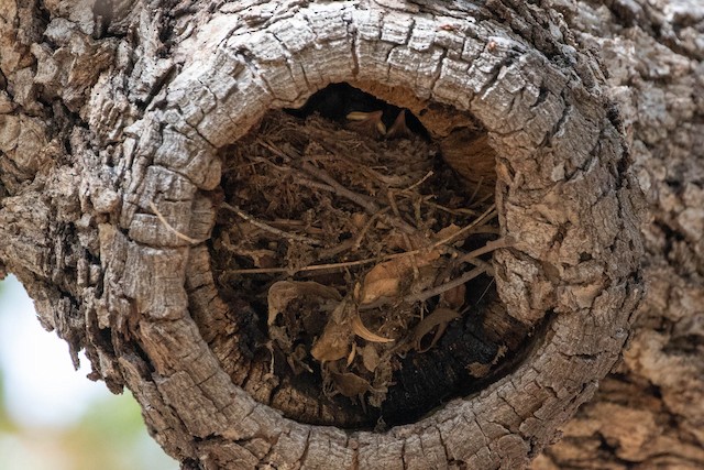 Nest with chicks in tree cavity. - Canyon Wren - 