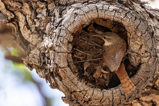 Adult at nest with nestlings; May,<em> </em>Arizona, United States. - Canyon Wren - 
