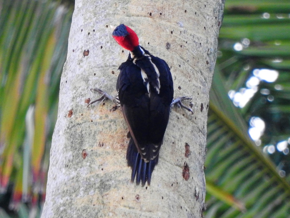 Pale-billed Woodpecker - ML232695741